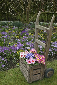 Crates Prints: Polyanthus Primrose (Primula sp)
