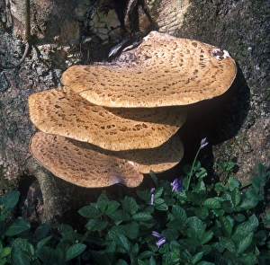 Back Prints: Polyporus squamosus is an basidiomycete bracket fungus