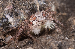 Protects Prints: Pom-pom Crab (Lybia tesselata) adult