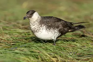 Skua Prints: Pomarine Skua (Stercorarius pomarinus) light phase