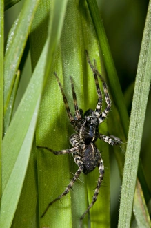 Spider Prints: Pond Pirate Wolfspider (Pirata piraticus) adult