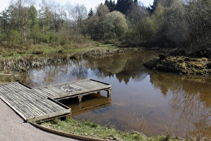 Gloucestershire Prints: Pond with viewing platform, Nagshead RSPB Reserve
