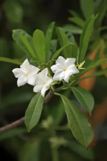 Borneo Prints: Pong-pong (Cerbera odollam) close-up of flowers and leaves