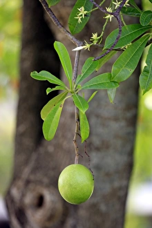 Borneo Prints: Pong-pong (Cerbera odollam) close-up of fruit and leaves