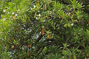 Borneo Prints: Pong-pong (Cerbera odollam) leaves