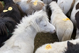 Mart Prints: Ponies with auction numbers in pen at sale, New Forest, Hampshire, England, october