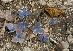 Middle East Prints: Pontic Blue (Polyommatus coelestina) adult