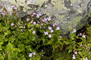 Middle East Prints: Pontic Willowherb (Epilobium ponticum) flowering