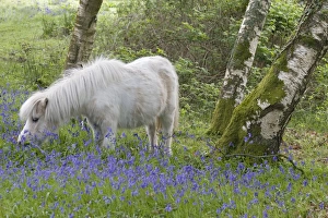 Horse Prints: Pony, adult, grazing amongst bluebells in woodland