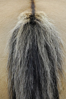 Horse Prints: Pony, close-up of hair at base of tail