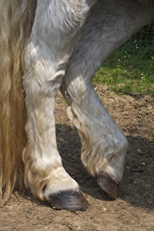Grey Prints: Pony, grey adult, close-up of legs, resting, Suffolk, England, april