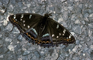 Images Dated 3rd May 2012: Poplar Admiral (Limenitis populi) Male / France