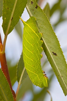 Hawkmoths Prints: Poplar Hawkmoth (Laothoe populi) full-grown larva, on willow leaf, Powys, Wales, September