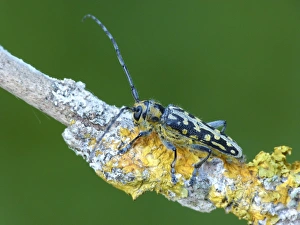 Longhorns Prints: Poplar Longhorn Beetle (Saperda populnea) adult