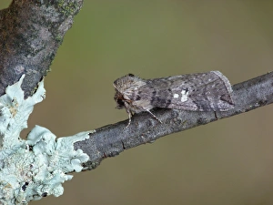 Poplar Lutestring (Tethea or) adult, resting on lichen covered twig, Cannobina Valley, Italian Alps, Piedmont, Italy