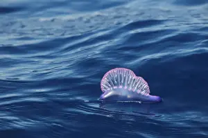 Hydrozoan Prints: Portuguese Man of War (Physalia physalis) floating on ocean surface, Azores, august
