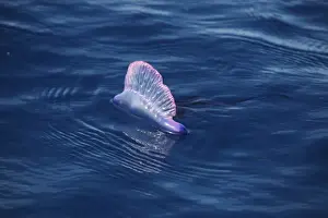 Portuguese Man of War (Physalia physalis) floating on ocean surface, Azores, august