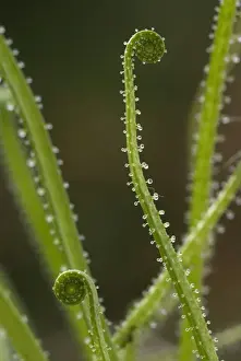 Hairs Prints: Portuguese Sundew (Drosophyllum lusitanicum) close-up of new leaves