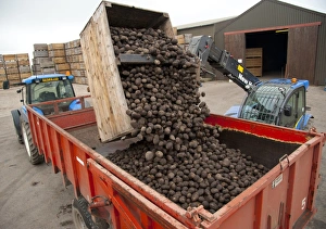 Trailer Prints: Potato (Solanum tuberosum) crop