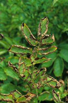 Potato (Solanum tuberosum) crop, close-up of leaves damaged by Leafhopper (Cicadellidae sp. ), U. S. A