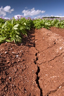 Droughts Prints: Potato (Solanum tuberosum) crop