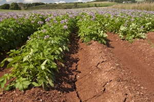Potato (Solanum tuberosum) crop, flowering in field, with cracks in soil due to dry weather, Aberdeenshire, Scotland