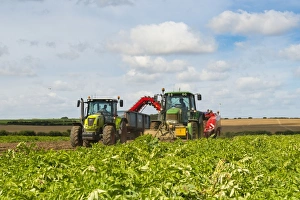 Trailer Prints: Potato (Solanum tuberosum) Lady Rosetta crop, harvesting commercial field