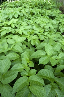 Root Vegetable Prints: Potato (Solanum tuberosum) leaves