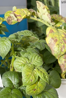 Lacking Prints: Potato (Solanum tuberosum) magnesium deficiency, close-up of leaves
