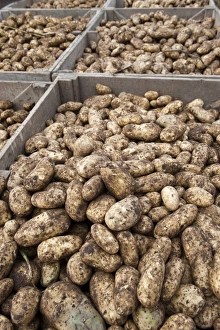 Varieties Prints: Potato (Solanum tuberosum) Markies variety crop