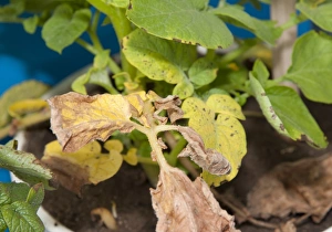Lacking Prints: Potato (Solanum tuberosum) nitrogen deficiency, close-up of leaves