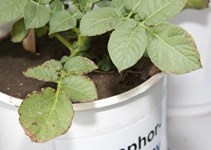 Lacking Prints: Potato (Solanum tuberosum) phosphorus deficiency, close-up of leaves