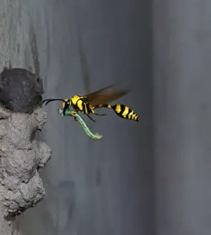 Aanimal Prints: Potter Wasp (Eumenes flavi pinta) In flight / taking food to nest
