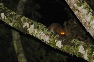 Wild Prints: Potto (Perodicticus potto) adult