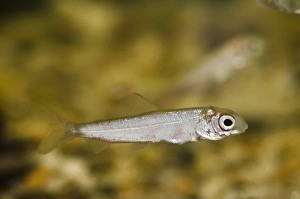 Captive Prints: Powan (Coregonus clupeoides) young