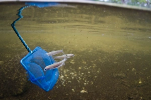 Powan (Coregonus clupeoides) three young, being released from net in freshwater loch habitat, Balhama, Loch Lomond
