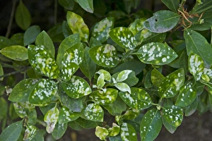 Powdery mildew, Erysiphe euonymicola, white spotting on the leaves of a Euonymus foliage garden shrub in Ravello, Italy