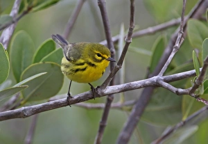 New World Warbler Prints: Prairie Warbler (Dendroica discolor) adult female