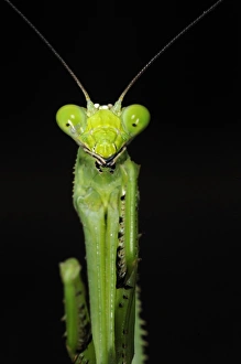 Praying Mantis (Stagmatoptera binotata) adult, close-up of head and forelegs, at night, Iwokrama Rainforest, Guyana