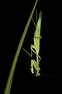 Praying Mantis (Stagmatoptera binotata) adult, resting on leaf at night, Iwokrama Rainforest, Guyana