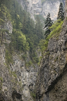 Steep Prints: Precipitous limestone cliffs with spruce trees in mist