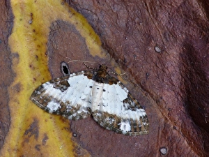 Geometrid Prints: Pretty Chalk Carpet (Melanthia procellata) adult