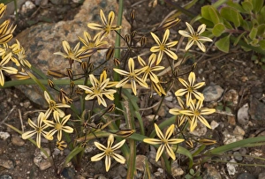 Klamath Prints: Prettyface (Triteleia ixioides subsp)