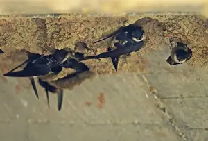 Flock Prints: Preusss Cliff Swallow (Petrochelidon preussi) adults