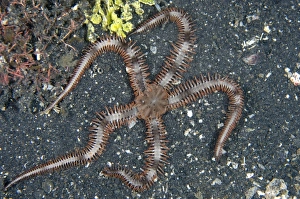 Muck Prints: Prickly Brittlestar (Ophiocoma erinaceus) adult
