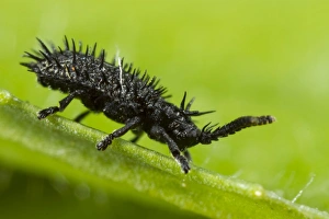 Plateau Prints: Prickly Leaf Beetle (Hispa atra) adult