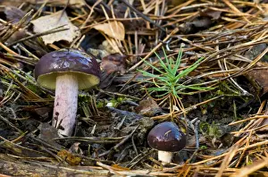 Needle Prints: Primrose Brittlegill (Russula sardonia) fruiting bodies