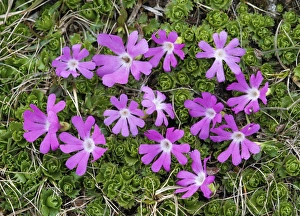 Dolomite Prints: Least Primrose (Primula minima) flowering, Dolomites, Italian Alps, Italy, June