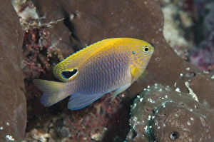 Princess Damselfish (Pomacentrus vaiuli) adult, swimming, Manado, Sulawesi, Greater Sunda Islands, Indonesia, August