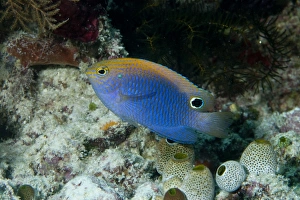 Princess Damselfish (Pomacentrus vaiuli) adult, swimming, Raja Ampat Islands (Four Kings), West Papua, New Guinea
